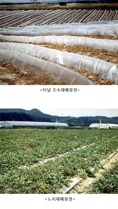 재배광경